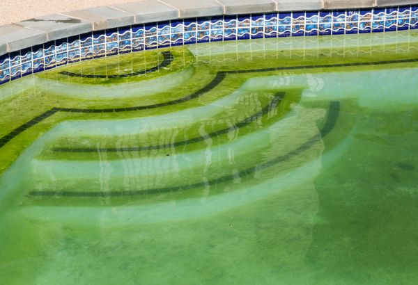 Cost of Pool Deck Algae Removal in North Port